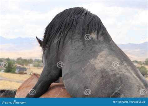 onlyblackbreeding .